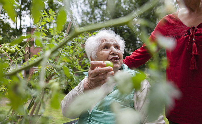 Eine ältere Frau mit Migrationshintergrund steht inmitten von grünen Tomatenpflanzen. Sie zeigt der Pflegekraft eine grüne Tomate.
